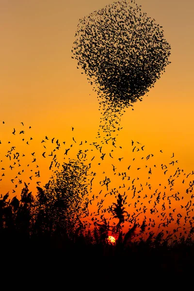 Fåglar Dansar Solnedgång Himmel Bakgrund Fåglar Starling — Stockfoto