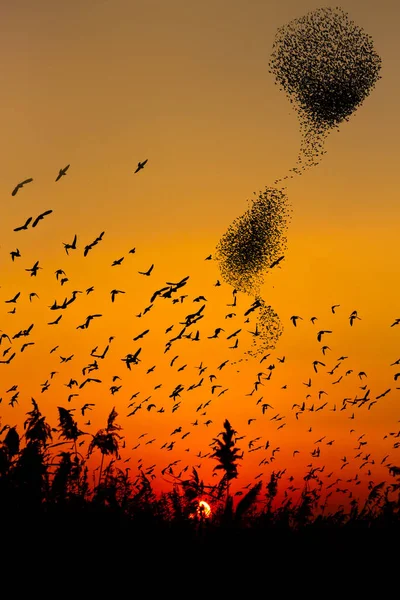 Πουλιά Χορεύουν Ηλιοβασίλεμα Στον Ουρανό Πτηνά — Φωτογραφία Αρχείου
