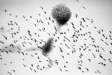 Dans eden kuşlar. Gökyüzü arka planı. Kuşlar: Sığırcık.