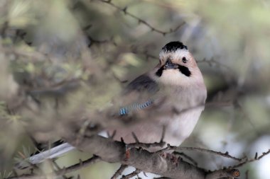 Kış. Beyaz kar arka planı. Kuş: Avrasyalı Jay.