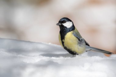 Winter nature and bird. White snow background. Bird: Great tit. 