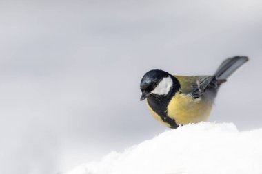Winter nature and bird. White snow background. Bird: Great tit. 