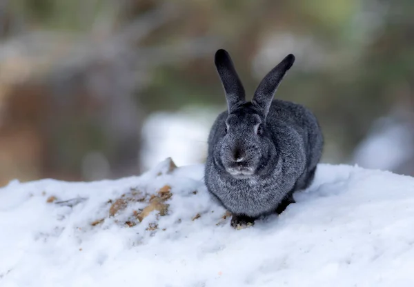 Rabbit. Winter forest nature background.