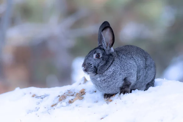 Rabbit. Winter forest nature background.