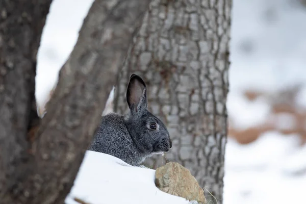 Rabbit. Winter forest nature background.