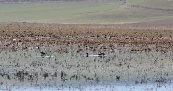 Wetland Many Birds Wetland — Stock Video