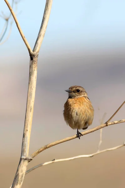 Roztomilý Pták European Stonechat Pozadí Přírody — Stock fotografie