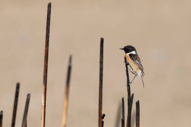 Sevimli kuş. Avrupa Taş Şapkası. Doğa arkaplanı. 