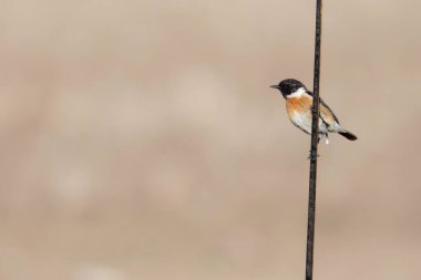 Sevimli kuş. Avrupa Taş Şapkası. Doğa arkaplanı. 