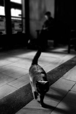 Yürüyen kedi. Siyah beyaz fotoğraf. 