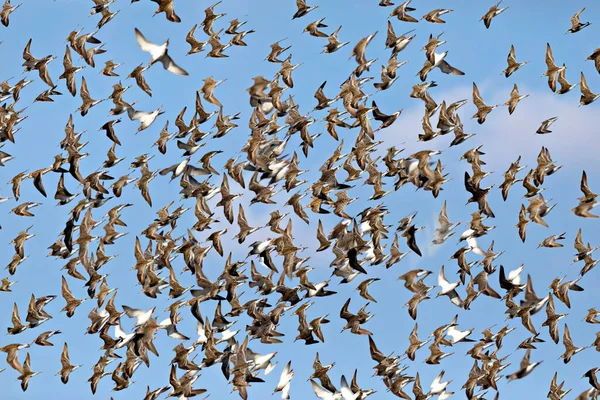 Pájaros Voladores Fondo Cielo Azul Aves Ruff Philomachus Pugnax — Foto de Stock