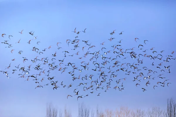 Fliegende Vögel Blauer Himmel Hintergrund Vögel Ruff Philomachus Pugnax — Stockfoto