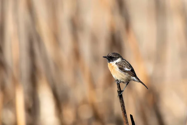 Roztomilý Pták European Stonechat Pozadí Přírody — Stock fotografie