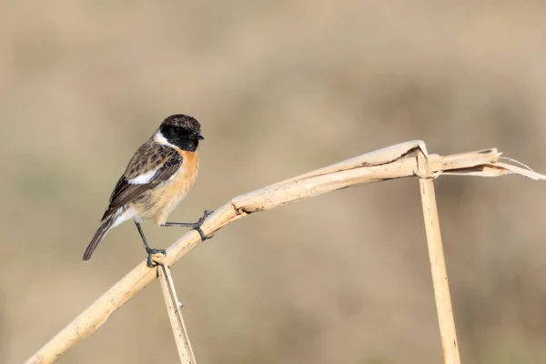 Pássaro Giro European Stonechat Natureza Fundo — Fotografia de Stock