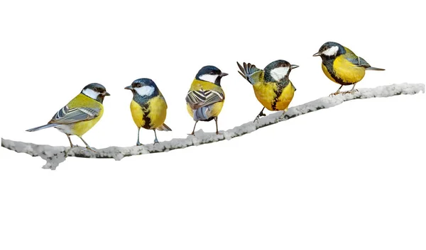 Colorful Birds Isolated Cute Birds Branch White Background Bird Great — Stock Fotó