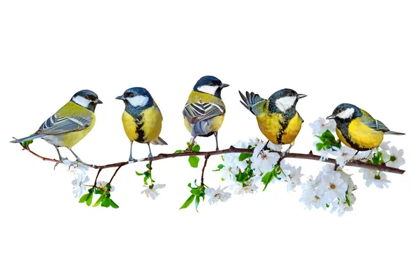 Colorful Birds Isolated Cute Birds Branch White Background Bird Great — Stock fotografie