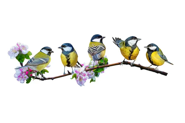 Colorful Birds Isolated Cute Birds Branch White Background Bird Great — Stock fotografie