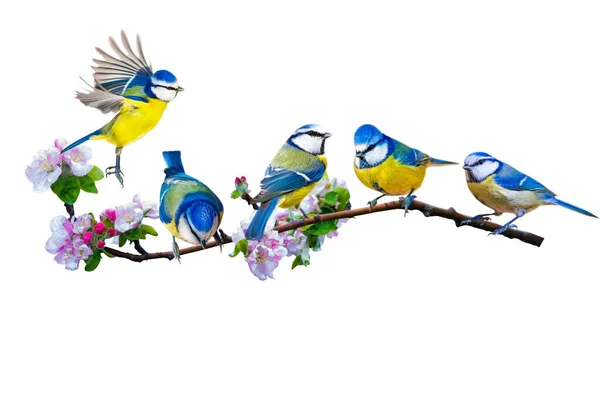 Colorful Birds Isolated Cute Birds Branch White Background Bird Eurasian — Stock Photo, Image