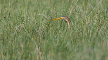 Doğa ve balıkçıl. Mor balıkçıl. Doğal yaşam alanı arka planı. Kuş: Mor balıkçıl. 
