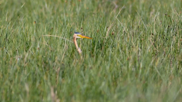 Nature Heron Purple Heron Lake Nature Habitat Background Bird Purple — Stock Photo, Image