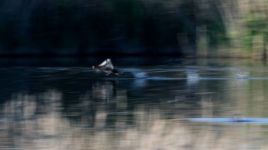 Doğada uçan kuşlar. Soyut doğa. Hareket bulanık arkaplan. 