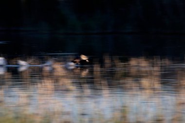 Doğada uçan kuşlar. Soyut doğa. Hareket bulanık arkaplan. 