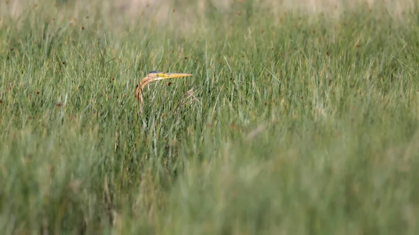 Natureza Garça Purple Heron Fundo Habitat Natureza Lago Pássaro Garça — Fotografia de Stock