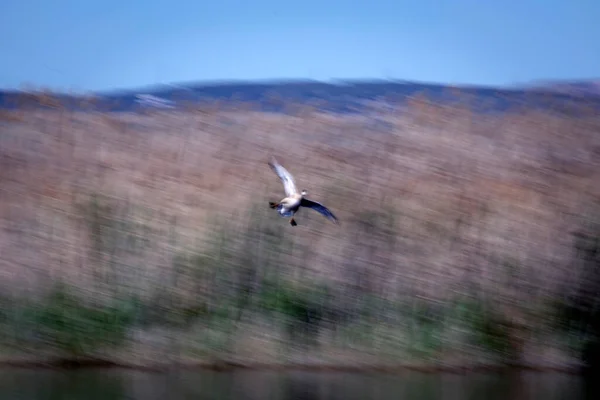 Aves Voadoras Natureza Natureza Abstracta Fundo Desfoque Movimento — Fotografia de Stock