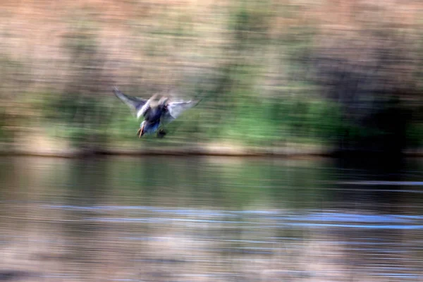 Vliegende Vogels Natuur Abstracte Natuur Motion Wazige Achtergrond — Stockfoto