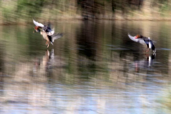 Pájaros Voladores Naturaleza Naturaleza Abstracta Fondo Borroso Movimiento —  Fotos de Stock