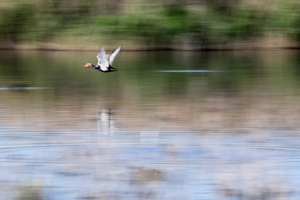 Aves Voadoras Natureza Natureza Abstracta Fundo Desfoque Movimento — Fotografia de Stock