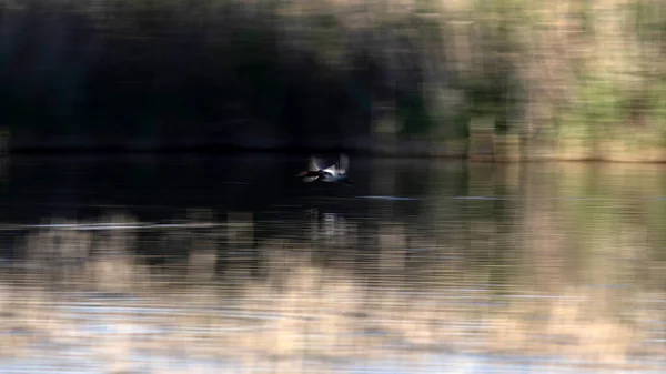 Létající Ptáci Přírodě Abstraktní Povaha Pozadí Rozostření Pohybu — Stock fotografie