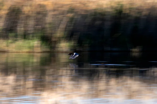 Flying Birds Nature Abstract Nature Motion Blur Background — Stock Photo, Image