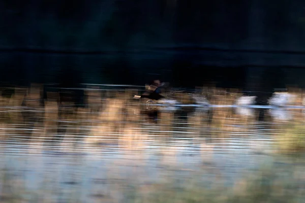 Flying Birds Nature Abstract Nature Motion Blur Background — Stock Photo, Image