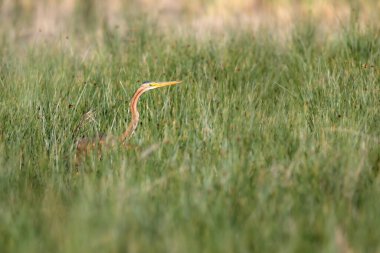 Doğa ve balıkçıl. Mor balıkçıl. Doğal yaşam alanı arka planı. Kuş: Mor balıkçıl. 