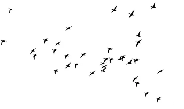 Uçan kuşlar. Vektör görüntüleri. Beyaz sırt çantası.