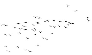 Uçan kuşlar. Vektör görüntüleri. Beyaz sırt çantası.