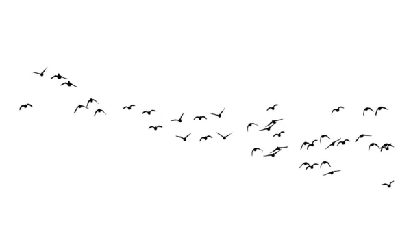 Uçan kuşlar. Vektör görüntüleri. Beyaz sırt çantası.