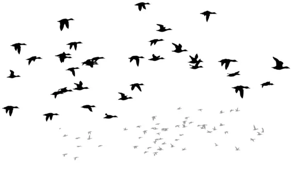 Pájaros Voladores Imágenes Vectoriales Backgorund Blanco — Vector de stock