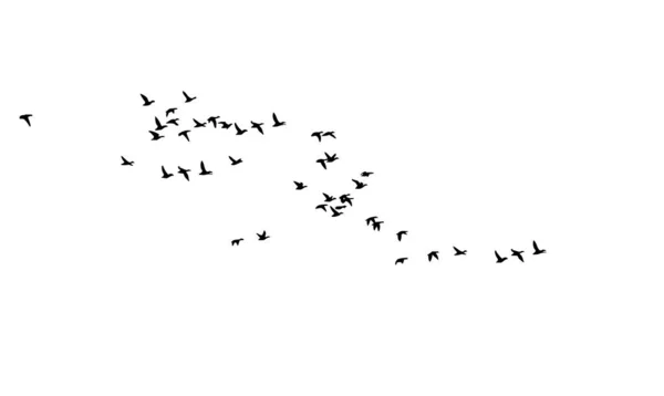 Burung Terbang Vektor Gambar Putih Backgorund - Stok Vektor