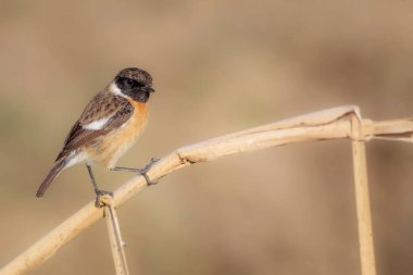 Şirin taş şapka ve sarı arka plan..