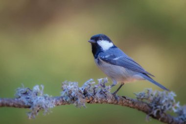 Cute little bird. Green nature background. Bird: Coal Tit. Periparus ater.