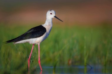 Güzel su kuşu. Siyah kanatlı Stilt. Yeşil doğa yaşam alanı arka planı.