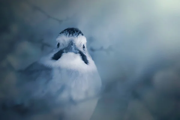 Χειμώνας Και Πουλί Φόντο Φύσης Ευρασιάτης Τζέι — Φωτογραφία Αρχείου