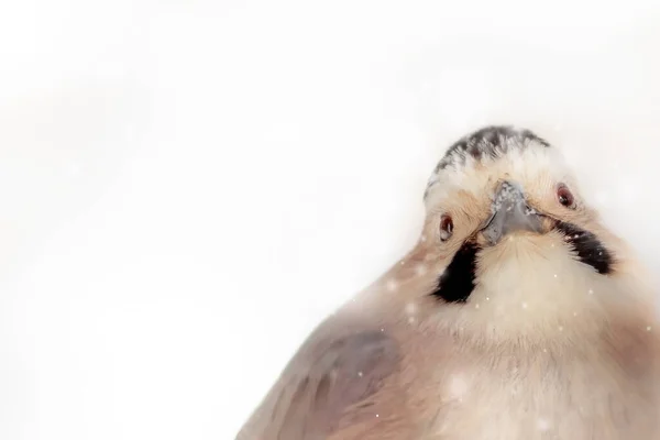 Vinter Och Fågel Naturbakgrund Fågel Eurasiska Jay — Stockfoto