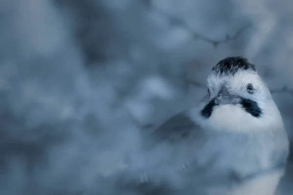 冬天和鸟 自然背景 欧亚杰 — 图库照片