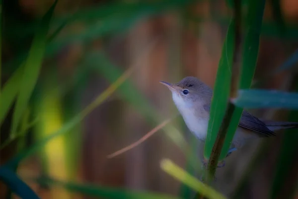 Natur Och Fågel Bakgrund Till Livsmiljöer Vid Sjön — Stockfoto