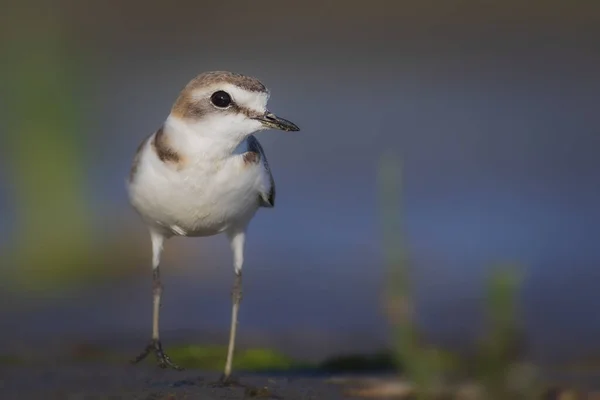 Kleiner Süßer Vogel Blauer Grüner Brauner Hintergrund — Stockfoto