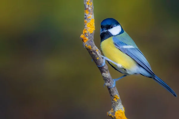 Cute Little Bird Great Tit Colorful Nature Background — Stok fotoğraf