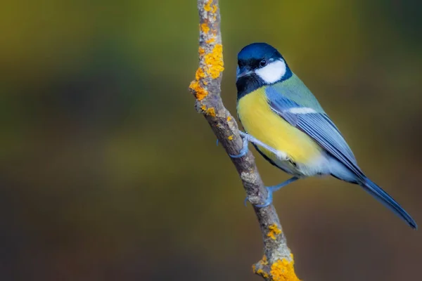 Cute Little Bird Great Tit Colorful Nature Background — Stock fotografie